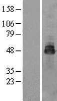 OSTM1 (NM_014028) Human Tagged ORF Clone