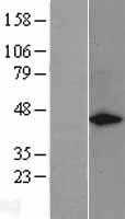 GAP43 (NM_002045) Human Tagged ORF Clone