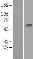 Macrophage Scavenger Receptor I(MSR1) (NM_138715) Human Tagged ORF Clone