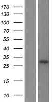 METTL7B (NM_152637) Human Tagged ORF Clone