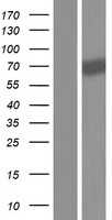 IL1 Receptor I(IL1R1) (NM_000877) Human Tagged ORF Clone