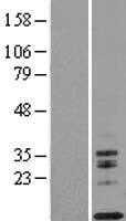 IL13 (NM_002188) Human Tagged ORF Clone