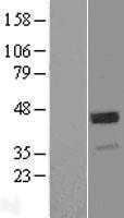 WIF1 (NM_007191) Human Tagged ORF Clone