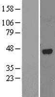 ALKBH1 (NM_006020) Human Tagged ORF Clone