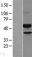 Angiopoietin like 7(ANGPTL7) (NM_021146) Human Tagged ORF Clone