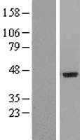 IL20 Receptor alpha(IL20RA) (NM_014432) Human Tagged ORF Clone