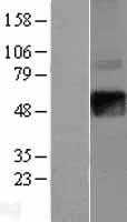 IFNGR2 (NM_005534) Human Tagged ORF Clone