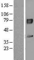 IL1RAP (NM_002182) Human Tagged ORF Clone