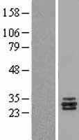 APRIL(TNFSF13) (NM_003808) Human Tagged ORF Clone