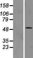 OAS3 (NM_006187) Human Tagged ORF Clone