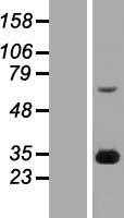 FGF14 (NM_004115) Human Tagged ORF Clone