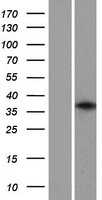 GFI1B (NM_004188) Human Tagged ORF Clone