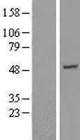 GTF2H4 (NM_001517) Human Tagged ORF Clone