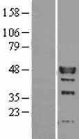 Interferon regulatory factor 9(IRF9) (NM_006084) Human Tagged ORF Clone