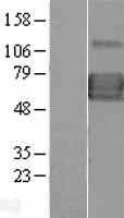 IL13 receptor alpha 1(IL13RA1) (NM_001560) Human Tagged ORF Clone