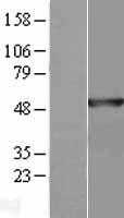 Annexin VII(ANXA7) (NM_001156) Human Tagged ORF Clone