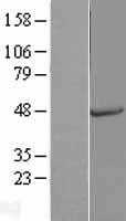 Osteopontin(SPP1) (NM_001040058) Human Tagged ORF Clone