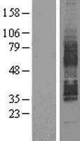 GPR85 (NM_018970) Human Tagged ORF Clone