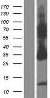 ASB9 (NM_001168530) Human Tagged ORF Clone