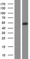 LIS1(PAFAH1B1) (NM_000430) Human Tagged ORF Clone
