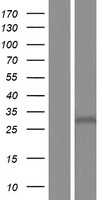 ZDHHC22 (NM_174976) Human Tagged ORF Clone