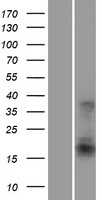 ATF3 (ATF3) (NM_001040619) Human Tagged ORF Clone