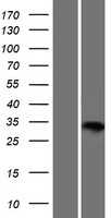 IDI1(IDI1) (NM_004508) Human Tagged ORF Clone