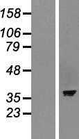 ASNA1 (NM_004317) Human Tagged ORF Clone