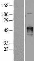 AKAP5 (NM_004857) Human Tagged ORF Clone