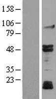 JNK3(MAPK10) (NM_138982) Human Tagged ORF Clone