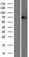 ILF1(FOXK2) (NM_004514) Human Tagged ORF Clone