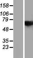 RBM14 (NM_006328) Human Tagged ORF Clone