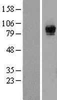 RASGRP1 (NM_005739) Human Tagged ORF Clone