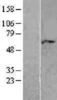Adracalin(AAAS) (NM_015665) Human Tagged ORF Clone