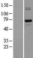 LRRC32 (NM_001128922) Human Tagged ORF Clone