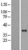 VASH2 (NM_024749) Human Tagged ORF Clone
