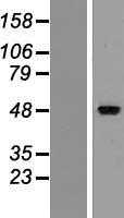 ZMYND17(MSS51) (NM_001024593) Human Tagged ORF Clone