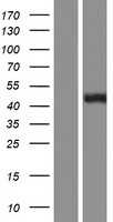 BCAT1 (NM_001178094) Human Tagged ORF Clone