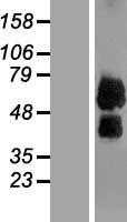 LILRB4 (NM_001081438) Human Tagged ORF Clone