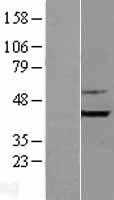 Bif(SH3GLB1) (NM_016009) Human Tagged ORF Clone