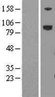 LRFN5 (NM_152447) Human Tagged ORF Clone