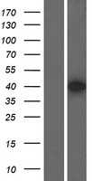 BRN3A(POU4F1) (NM_006237) Human Tagged ORF Clone