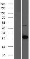 LIN7C (NM_018362) Human Tagged ORF Clone