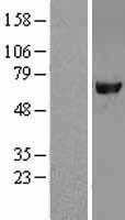 Leukotriene A4 hydrolase(LTA4H) (NM_000895) Human Tagged ORF Clone