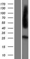 Folate Receptor 4(FOLR4) (NM_001080486) Human Tagged ORF Clone