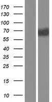 IL1RAP (NM_001167928) Human Tagged ORF Clone