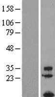 FAM19A1 (NM_213609) Human Tagged ORF Clone