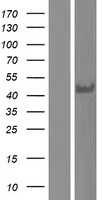 FAM108C1(ABHD17C) (NM_021214) Human Tagged ORF Clone