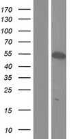 BRUNOL4(CELF4) (NM_001025087) Human Tagged ORF Clone