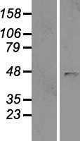 B4GAT1 (NM_006876) Human Tagged ORF Clone